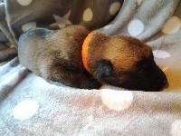 CHIOT Orange